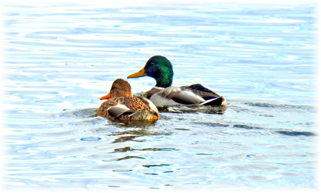 mallards