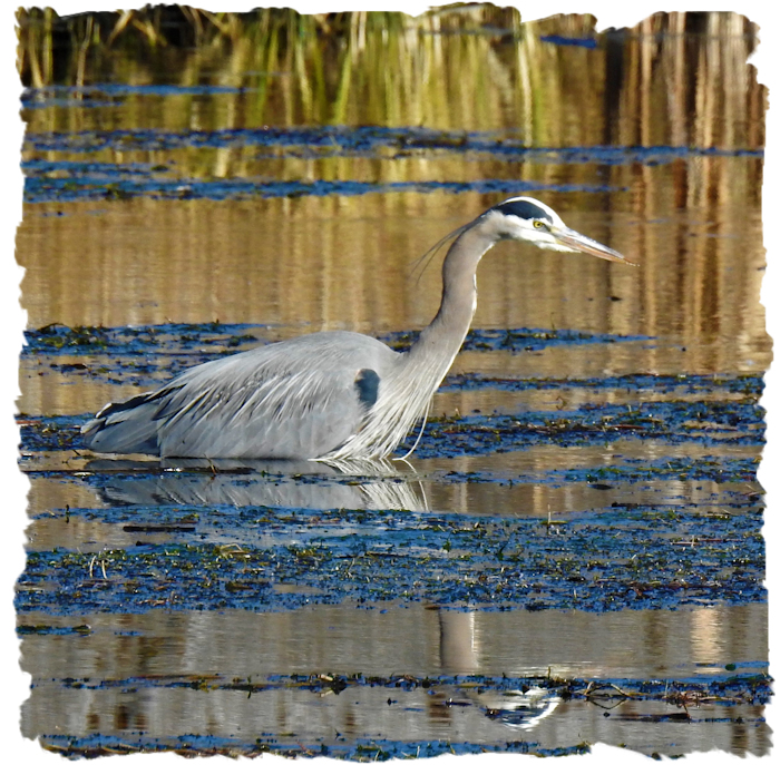 Blue Heron