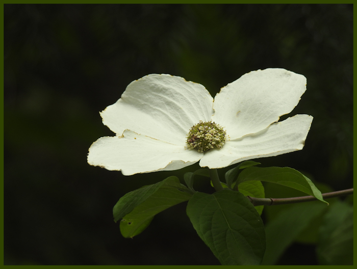 dogwood