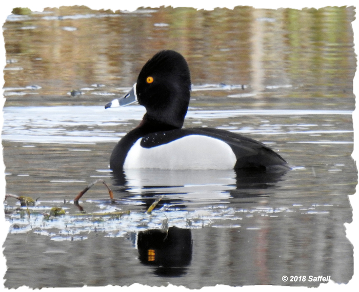 male ringed neck duck
