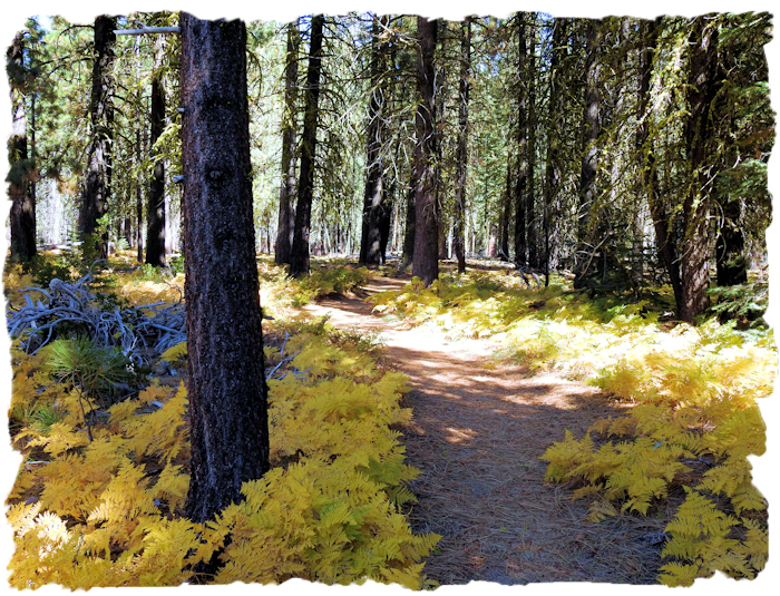 Lassen ferns