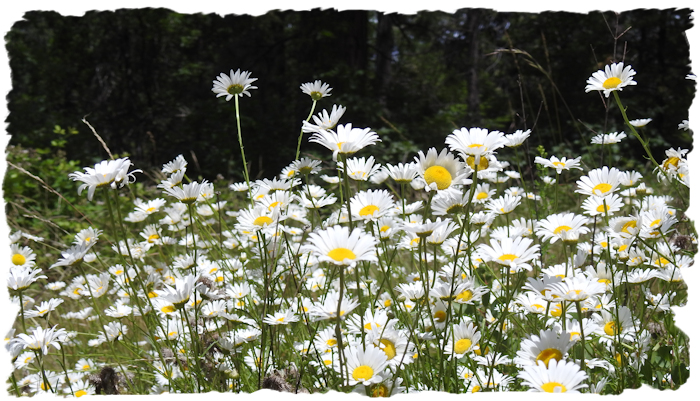 shasta daisies