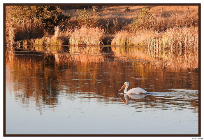 Pelican at Baum Lake