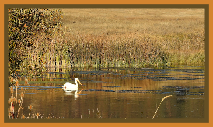 American White Pelican, Baum Lake