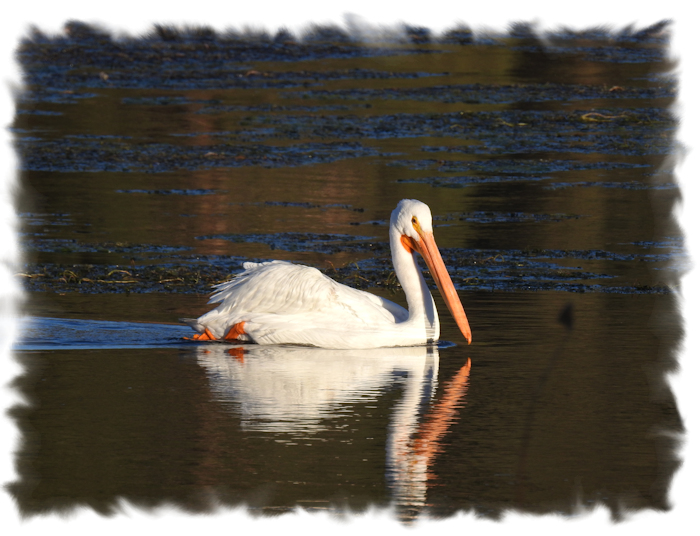 American Pelican