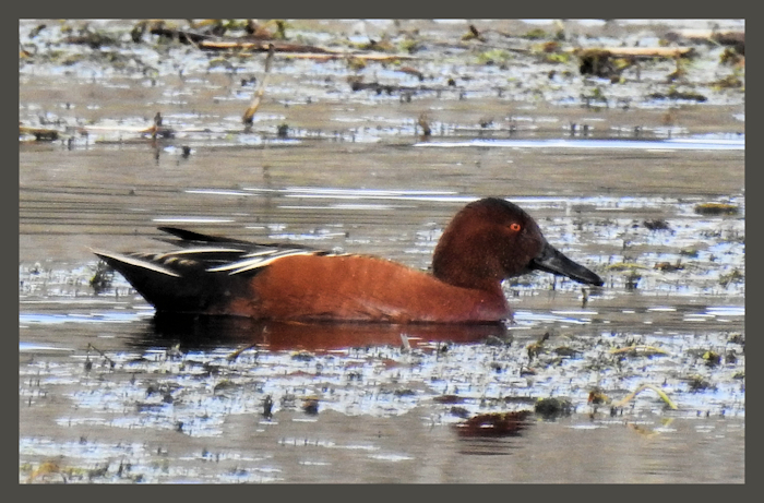 Cinnamon Teal