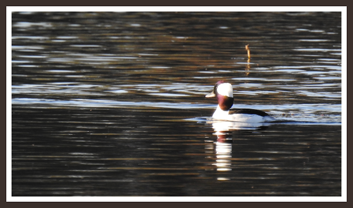 Bufflehead Duck at Baum Lake