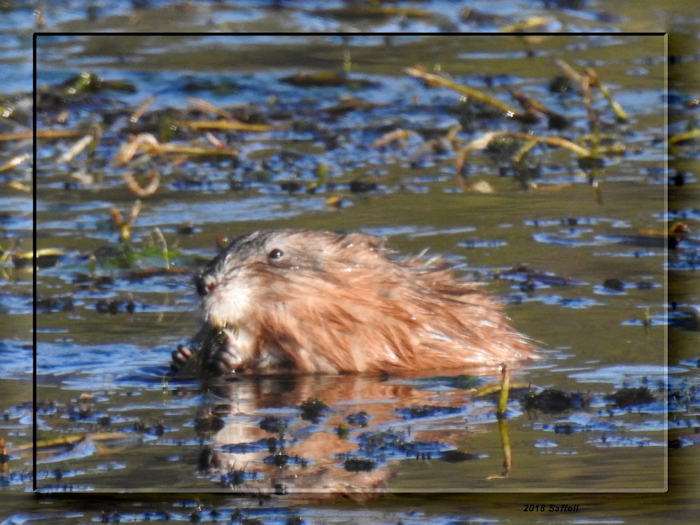 muskrat at Baum lake