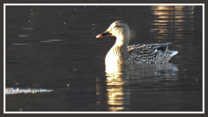 lady mallard