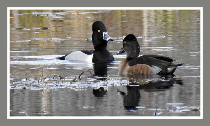 Ringed Neck Ducks