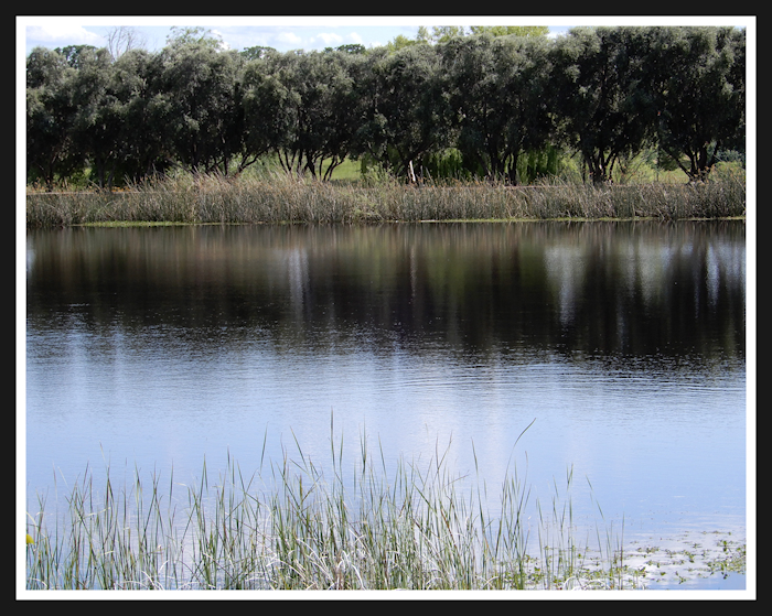 Secluded Pond