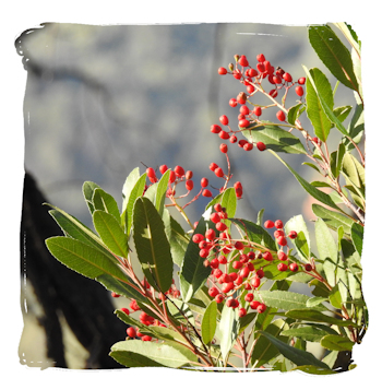 Coffee Berries