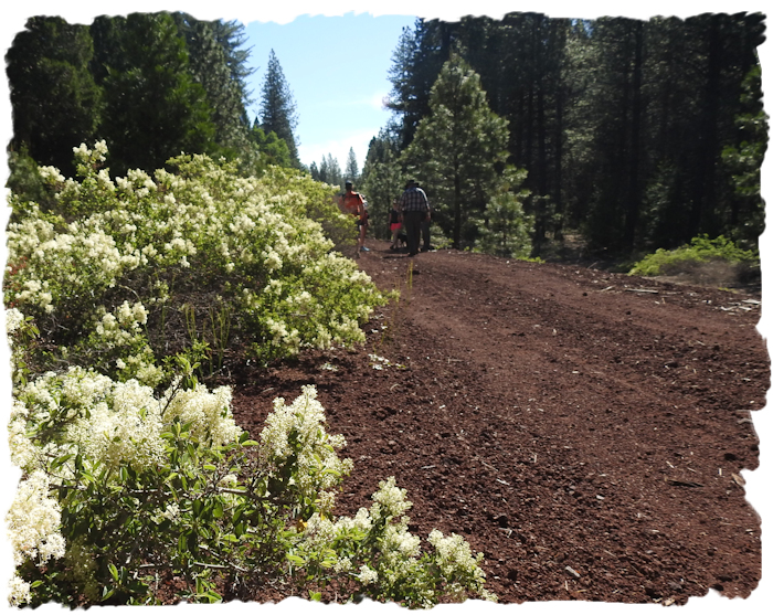 Great Shasta Rail Trail