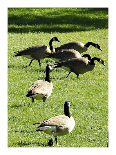 geese