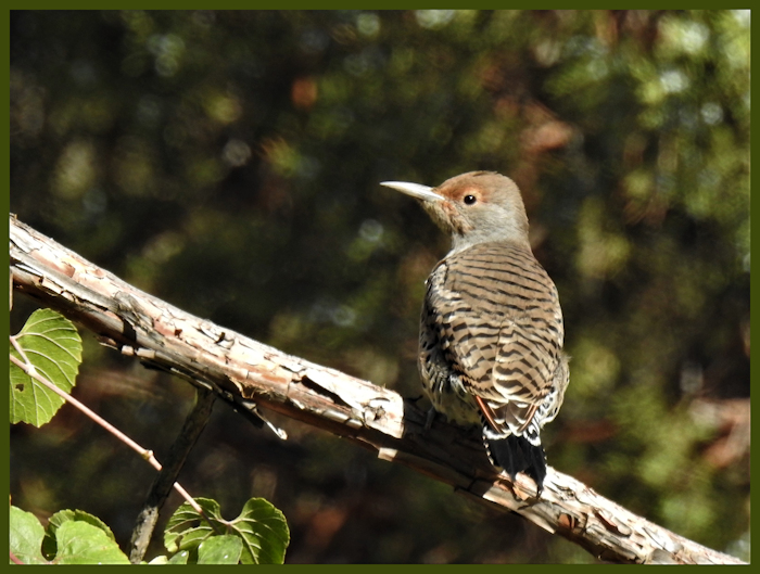 Western Flicker