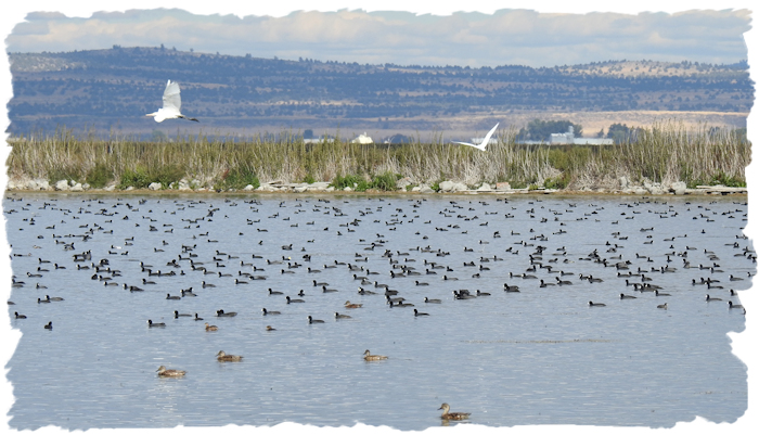 Tule Lake National Wildlife Refuge