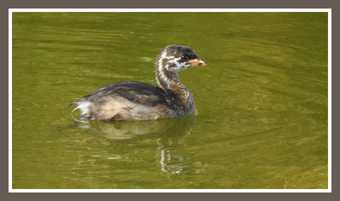 Pied Billed Grebe