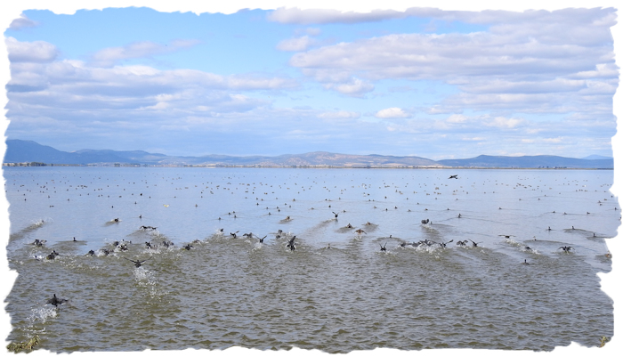 American Coots