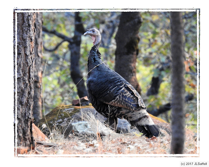 wild turkey